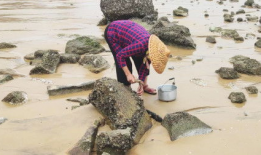 赶海的视频,探寻海洋宝藏的欢乐时光